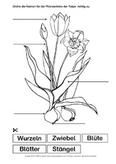 Tulpe-Bezeichnungen.pdf